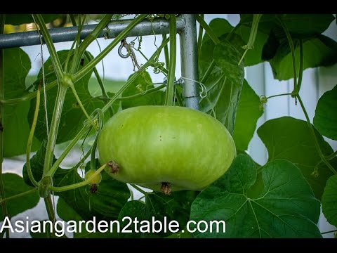 How To Grow Bottle Gourd 葫芦 瓠瓜 Asian Garden 2 Table How To Grow Bottle Gourd 葫芦 瓠瓜