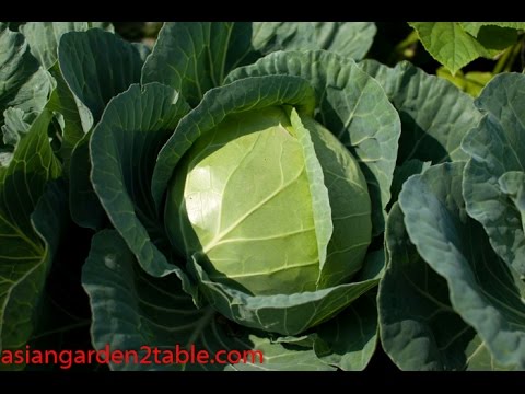 How To Grow Cabbage Very Easy Asian Garden 2 Table How To Grow Cabbage Very Easy