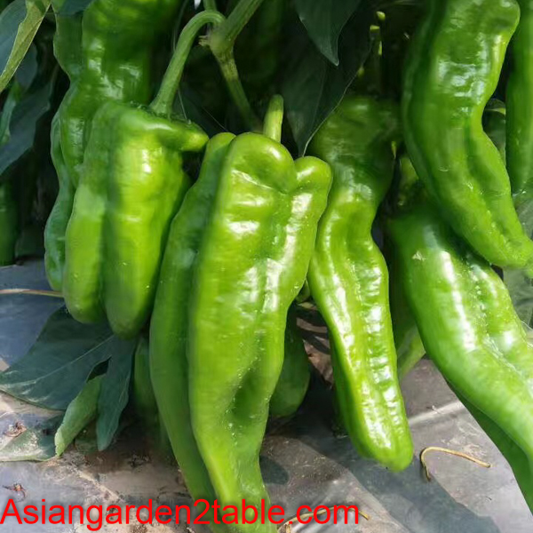 Question final, pictures of asian peppers quite Like Pictures of asian peppers