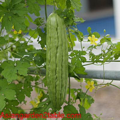 bitter melon asian garden 2 table